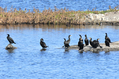 Phalacrocorax carbo sinensis