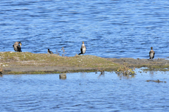 Phalacrocorax carbo sinensis