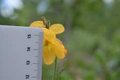 Chapmannia floridana