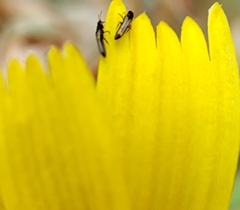 Thripidae