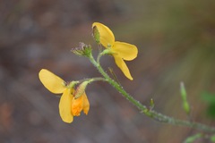 Chapmannia floridana