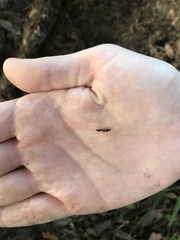 Odontomachus brunneus