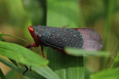 Kalidasa lanata