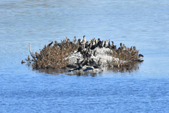 Phalacrocorax carbo sinensis
