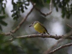 Todirostrum maculatum