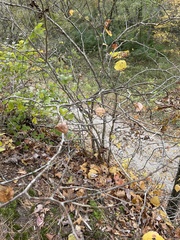 Hamamelis
