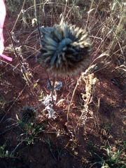 Helianthus annuus