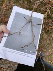 Hamamelis