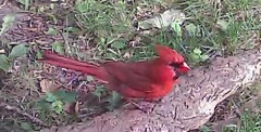 Cardinalis cardinalis