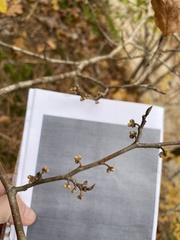 Hamamelis