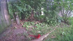 Cardinalis cardinalis