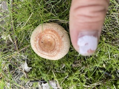 Lactarius