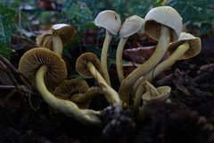 Fungi