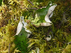 Peltigera aphthosa