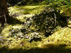 Peltigera aphthosa