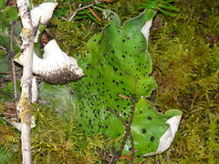 Peltigera aphthosa