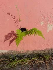 Pityrogramma calomelanos