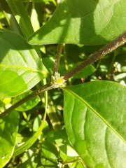 Alternanthera porrigens