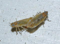 Duilius bipunctata