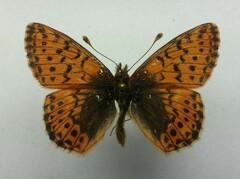 Boloria alaskensis