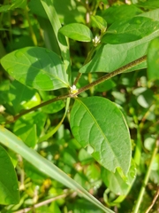 Alternanthera porrigens