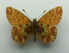 Boloria alaskensis