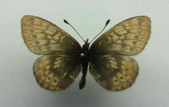 Boloria improba