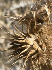 Onopordum bracteatum