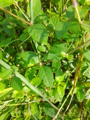 Alternanthera porrigens