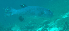 Arothron caeruleopunctatus