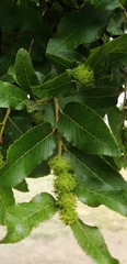 Nothofagus alpina