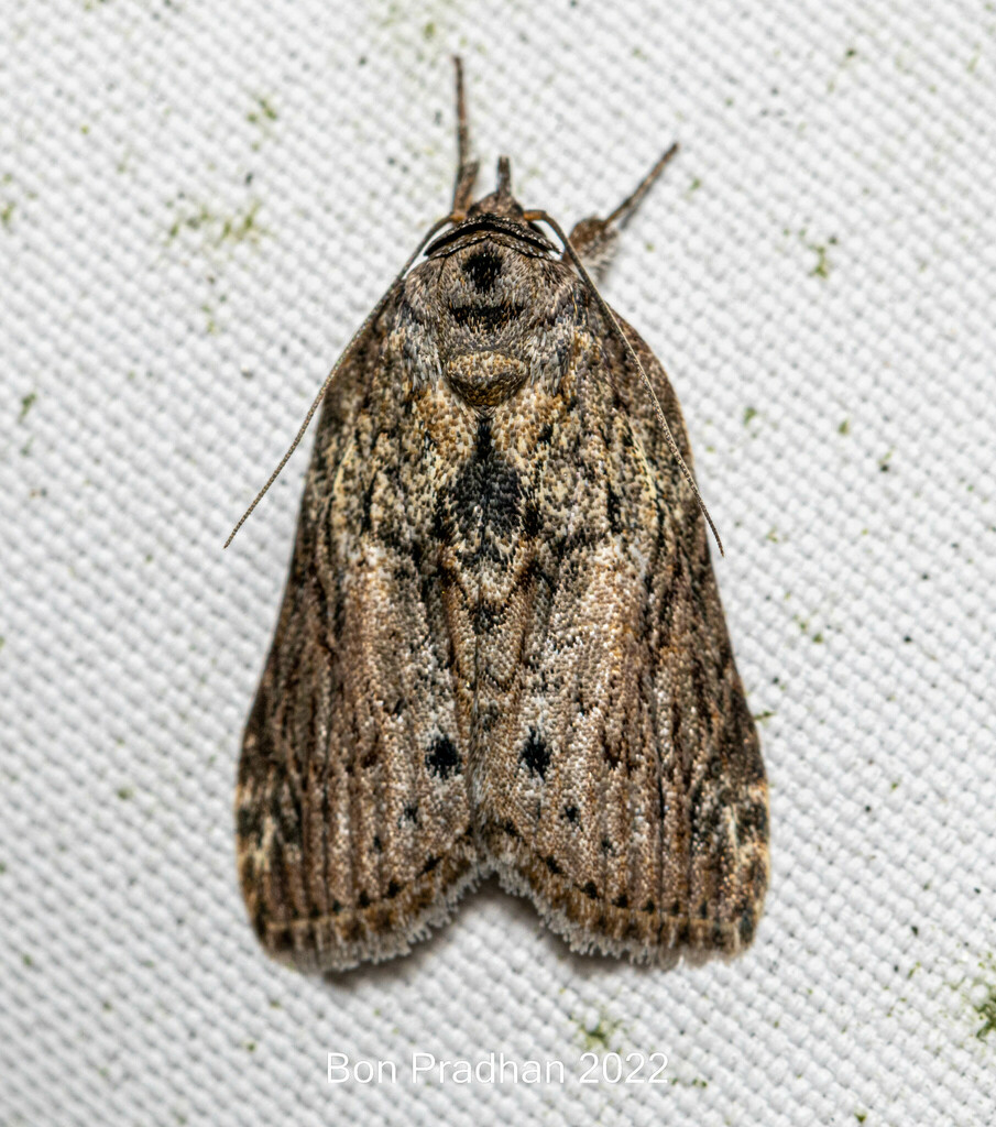 Nycteola sinuosa