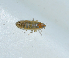 Duilius bipunctata