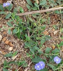 Evolvulus alsinoides