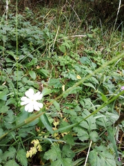 Silene latifolia