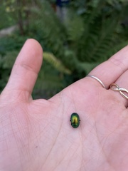 Chrysolina herbacea