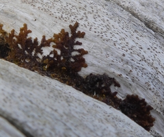 Ptilidium pulcherrimum