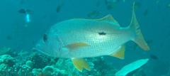 Lutjanus monostigma