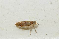 Duilius bipunctata