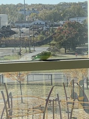 Melopsittacus undulatus domesticus