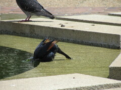 Onychognathus morio morio