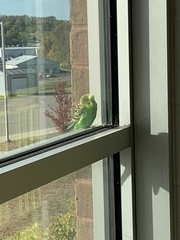 Melopsittacus undulatus domesticus