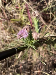 Liatris bracteata