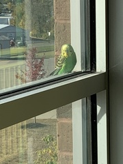 Melopsittacus undulatus domesticus