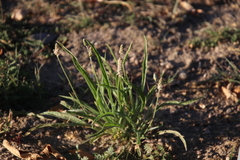 Plantago ovata