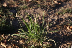 Plantago ovata