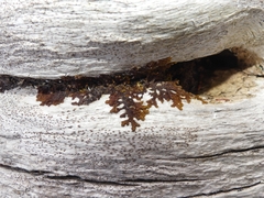 Ptilidium pulcherrimum