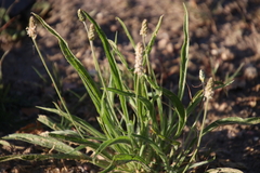 Plantago ovata