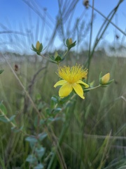 Hypericum myrtifolium