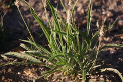 Plantago ovata